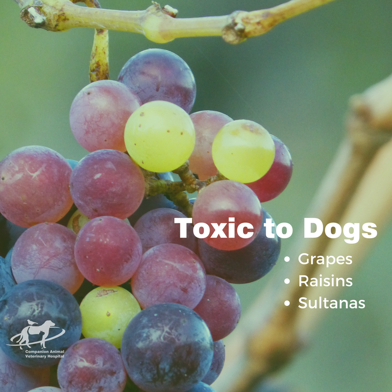 Are grapes toxic to dogs hotsell